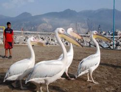 İskenderun Sahilindeki Pelikanlar İlgi Odağı Oldu!