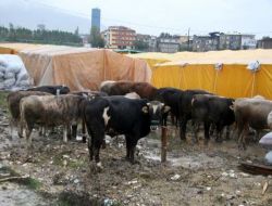 Pazarlar Kuruldu, 'ucuz Kurban' Şimdilik Hayal