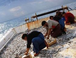 Sındırgı Belediyesi 10 Ton Hamsi Dağıtacak