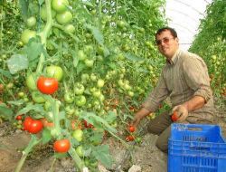 Manavgat'ta Örtüaltı Sera Üretiminde Kayıt İşlemleri Başladı