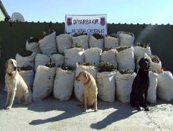 Diyarbakır'da 1 Ton Esrar Ele Geçirildi!