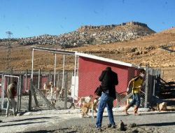 Mardin Belediyesi, 10 Bin Hayvanı Kısırlaştırmayı Hedefliyor
