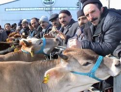 Hayvan Pazarında Satıcılar Denetimsizlikten Şikayetçi