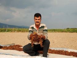 Üzüm Üreticileri Hüsran Yılı Yaşıyor