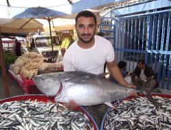 40 Kiloluk Orkinos Balıkçıları Sevindirdi