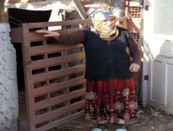 Ahırdan İneği Çaldılar