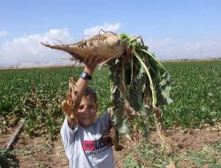 Elbistan Şeker Fabrikası Pancar Alım Hedefini Aştı