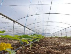 Sosyal Yardımlaşma Kredisiyle Sera Kurdular