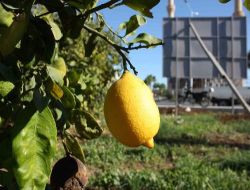 Fiyatı Dibe Vuran Mandalina Ağaçta Kaldı