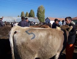Hayvan Pazarında Kurbanlıklara, Gebelik Muayenesi