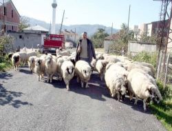 Giresun'da Yaylalardan Dönüşler Başladı