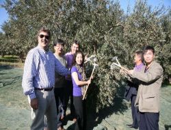 Egeli Zeytin Üreticileri Çin Ve Japon Alım Heyetlerini Ağırladı
