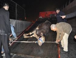 Boğayı Yakalamak İçin Polisten Nefes Kesen Takip