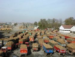 Havalar Isındı, Pancar Üreticisi Fabrika Önünde Kuyruk Oluşturdu