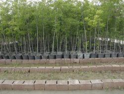 Çevre Bakanlığı, Atatürk'ün Çınar Sevgisini Örnek Alarak Ülke Genelinde 1 Milyon 300 Bin Adet Fidan Dikecek!!