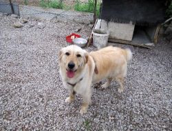 Eğitimli Arama Kurtarma Köpeğini Çaldılar
