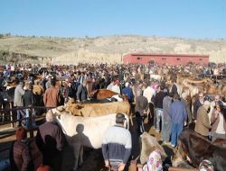 Kurbanlıklar Bulaşıcı Hastalık Kontrolünden Geçiriliyor