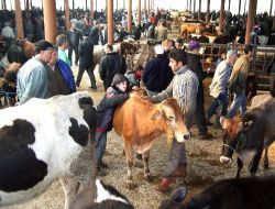 Sakarya'da Yeni Açılan Hayvan Pazarına İlk Günde Bin Hayvan Giriş Yaptı