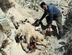 Erzincan'da 52 Koyun Telef Oldu