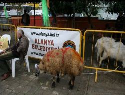 Alanya'da Kurbanlıkların Yaşını Doldurmadığı Tespit Edildi