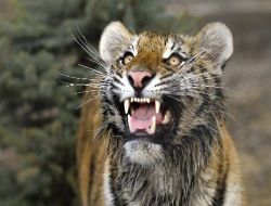 Dünyanın En Büyük Kedisi Bir Rus'un Evinde Bulundu