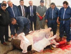 Uygulamalı Kurban Kesme Kursu Gördüler