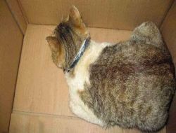 Uyuşturucu Kuryesi Kedi, Polis Köpeğinin Kurbanı Oldu!!