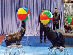 Büyük Ankara Sirki Başlıyor!.