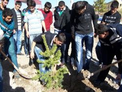 Şarkışla Aşık Veysel Meslek Yüksek Okulu Ağaçlandı