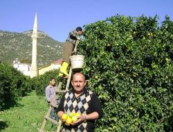 Üretici, Finike Portakalının Fiyat Ve İhracat Azlığından Şikayetçi