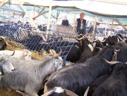 Hayvan Sahipleri Satamamaktan, Vatandaşlar Pahalılıktan Şikayetçi