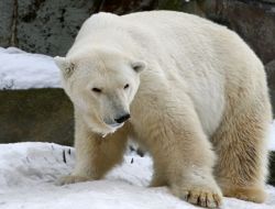 Moskova Hayvanat Bahçesinde Kutup Ayısı Vuruldu İddiası