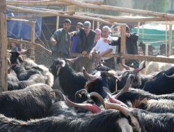 Adana'da Kurbanlık Fiyatları 500-800 Tl Arasında Değişiyor