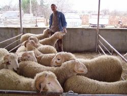 Kurbanlıklar El Yakıyor