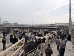 Balıkesir'de Kurban Pazarı Son Gün Hareketlendi