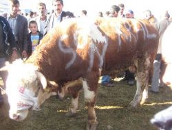 Erzurum Kurban Pazarında Kol Çıkaran Pazarlıklar Yapıldı