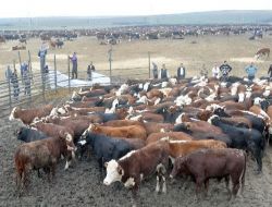 Kurbanlık Angus Almak İsteyenler Büyük Çile Çekiyor