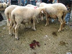 Kurban Pazarı Kana Bulandı: 1 Ölü, 3 Yaralı