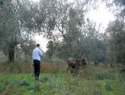 Kaçan Dana Uyuşturucu İğne İle Yakalanabildi