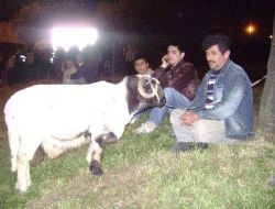 Kamyonlarla Gece Yarısı Avrupa Yakasına Kaçak Kurban Geçirmeye Çalıştılar!!