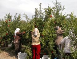 Muğla'da Pamuk Tarları Nar Bahçesi Oldu