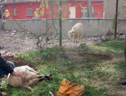 Kurbanlık Koyundan, Kesilen İkizine Son Bakış