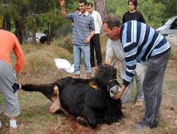 Kaymakam Türkoğlu: Manavgat'ta Kurban Kesimleri Usulüne Uygun Şekilde Yapıldı