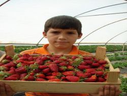 Güvercin Gübresiyle Organik Çilek Yetiştirdi, Talebi Karşılamakta Zorlanıyor