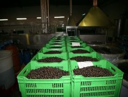 Zeytinyağında Dünya İkinciliğini Hedefleyen Türkiye İhracatta Geriliyor!