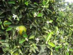 Sıcak Havaya Kanan Portakal Ağaçları Çiçek Açtı