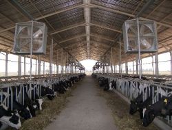 Türkiye'nin Hayvancılık Projesi Bulaşıcı Hastalık Kıskacında