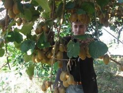 Alaplı'da Fındığa Karşı Alternatif Olarak Kivi Yetiştiriliyor