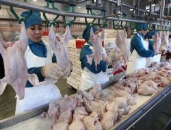 Rusya Tavuk İthal Kotasını Yarıya İndirdi