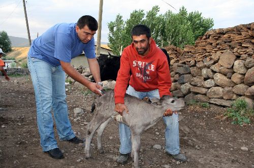 Muş'ta 6 köye kuduz karantinası!.